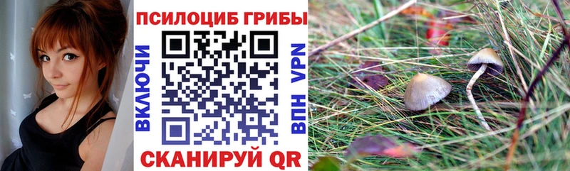дарнет шоп  Вытегра  Псилоцибиновые грибы Psilocybe 